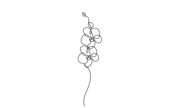 Animated Line Art of Orchid Flowers: A Captivating 4K Motion Design