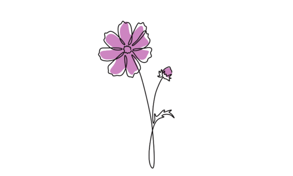 The Animated Cosmos Flowers Motion Graphic: A Designer's Guide